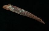 Hybodus Shark Dorsal Spine - Cretaceous #5939-4